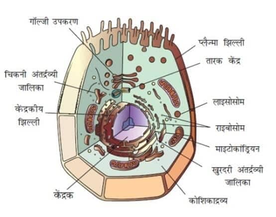 कोशिका किसे कहते हैं? परिभाषा, खोज, सरंचना, चित्र