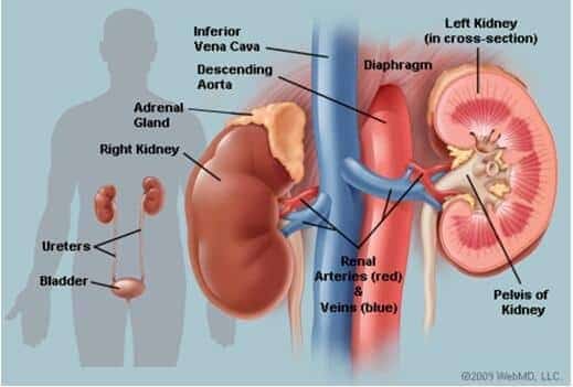 मानव उत्सर्जन तंत्र क्या हैं? Excretory System in hindi | PDF नोट्स