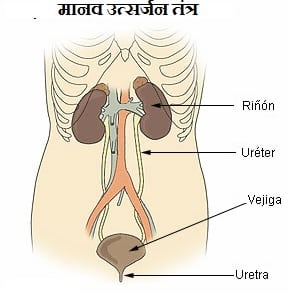 मानव उत्सर्जन तंत्र क्या हैं? Excretory System in hindi | PDF नोट्स