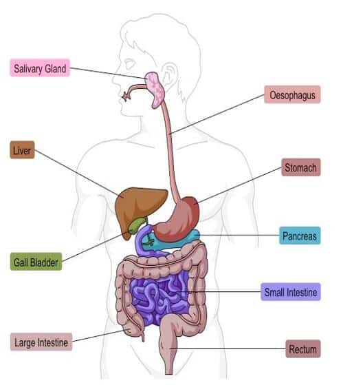मानव पाचन तंत्र 1