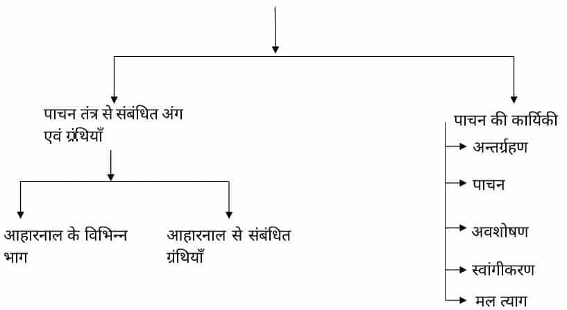 मानव पाचन तंत्र, नामांकित चित्र, परिभाषा, कार्य